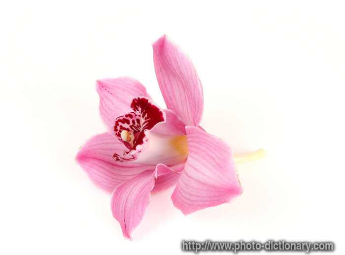 4341pink_orchid.jpg