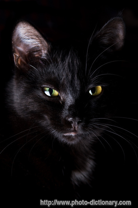 black cat 
