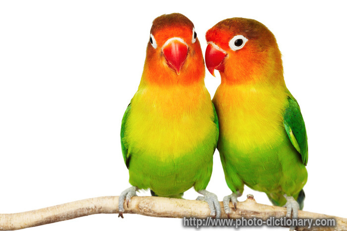 images of lovebirds. lovebirds - photo/picture
