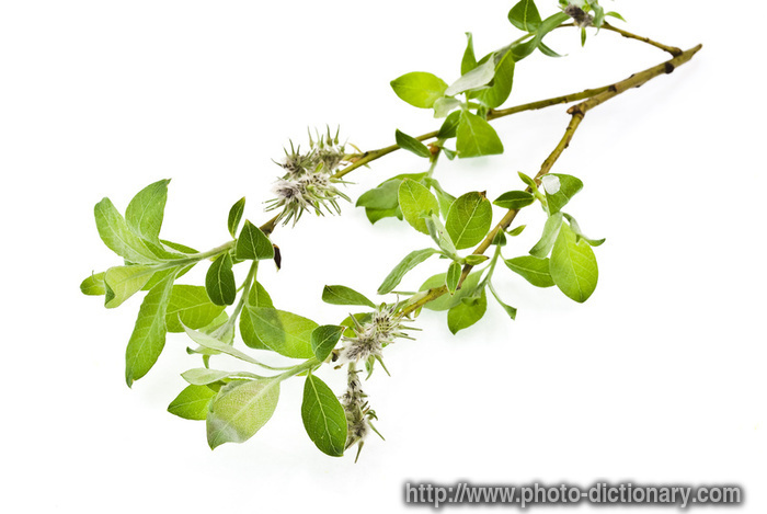 Willow Tree Branch. The Willow tree is