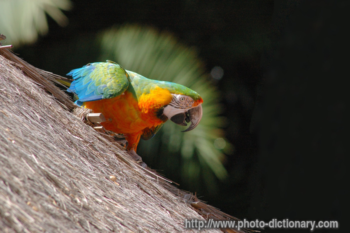 Macaw+parrot+pics