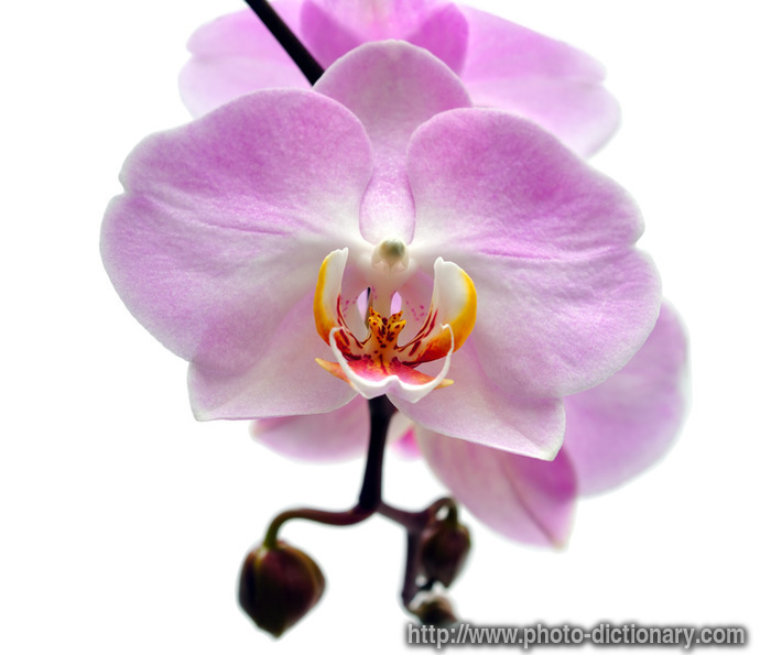 http://www.faqs.org/photo-dict/photofiles/list/4861/6398purple_orchid.jpg