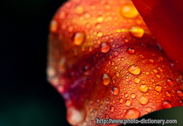 Images Of Raindrops. raindrops - photo/picture