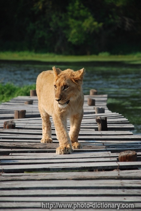 lion cub - photo/picture