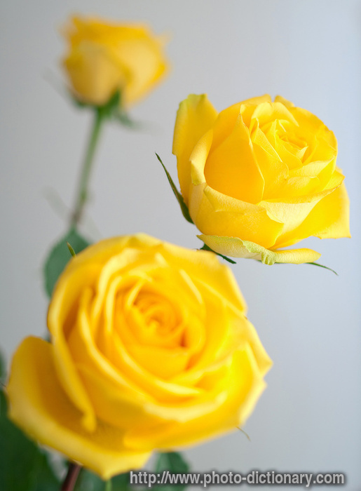 yellow roses pictures. yellow roses - photo/picture