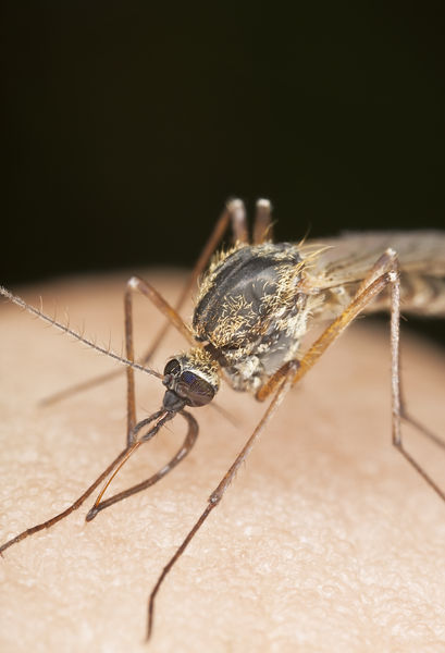 Malaria 2664