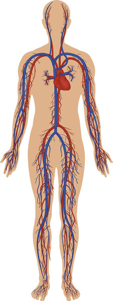 The Cardiovascular System Design Parts Of The Cardiovascular System 2446