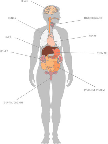 The Digestive System Taking Care Keeping The Digestive System Healthy 2682