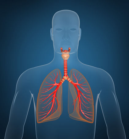 Design: parts of the respiratory system - The Respiratory System