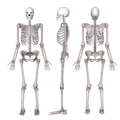 The Skeletal System 2489