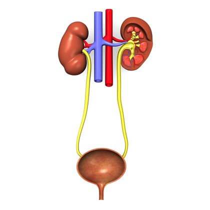 The Urinary System - body, parts, health, care